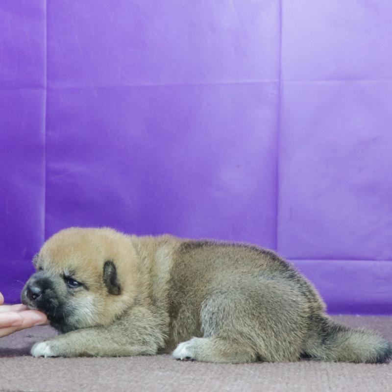 販売中の愛知県の柴犬-412182の3枚目